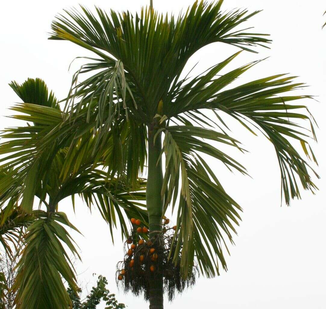 Image of betel palm