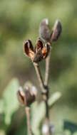 Imagem de Cistus albidus L.