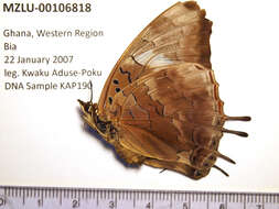 Imagem de Charaxes cedreatis Hewitson 1874