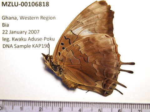 Plancia ëd Charaxes cedreatis Hewitson 1874