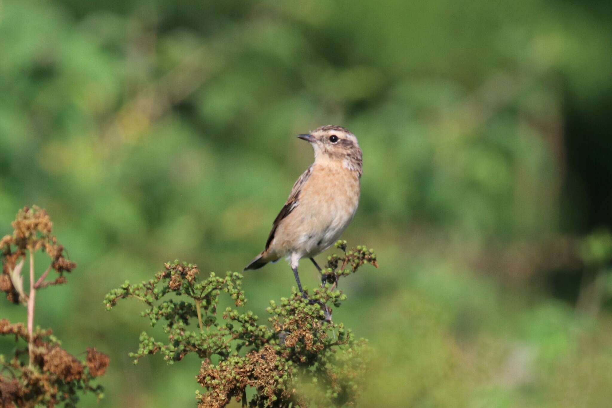 Image of Whinchat