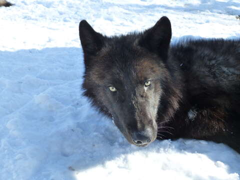 Image of gray wolf