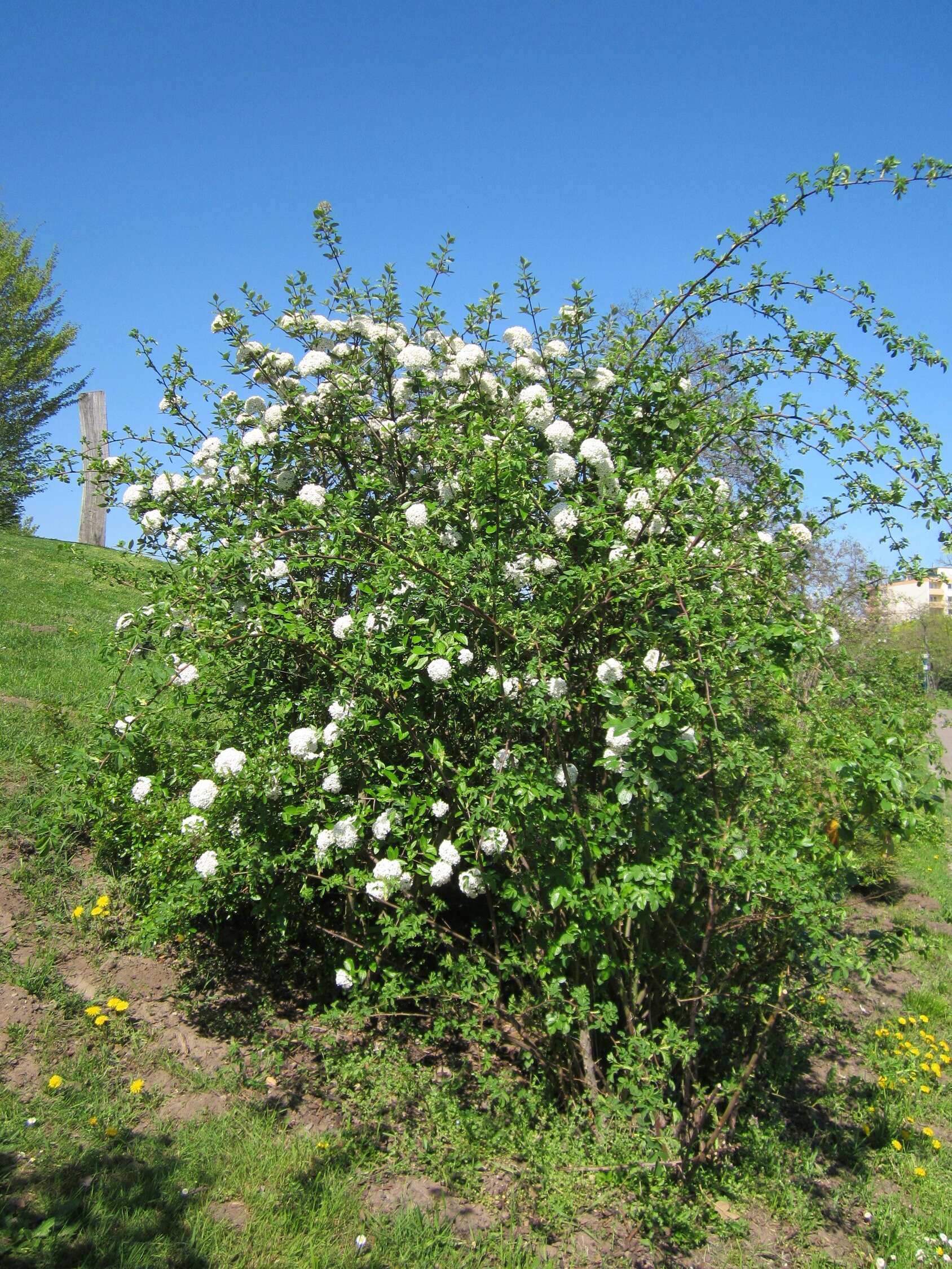 Image of Viburnum utile Hemsl. ex Forb. & Hemsl.