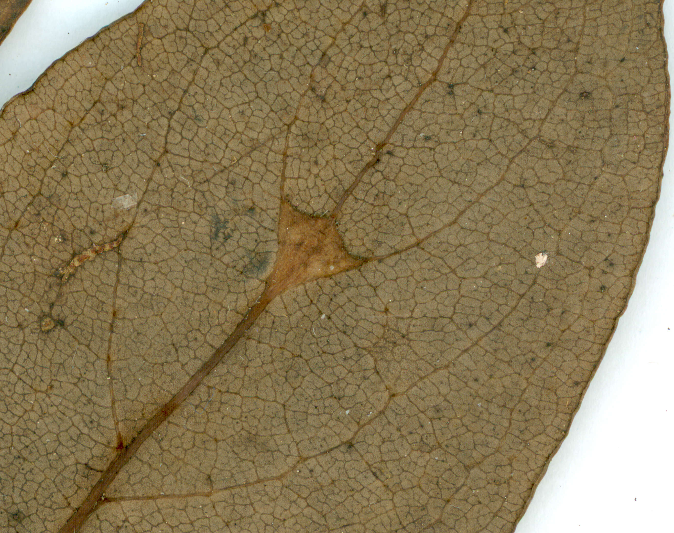 Image of Coprosma lanceolaris F. Muell.