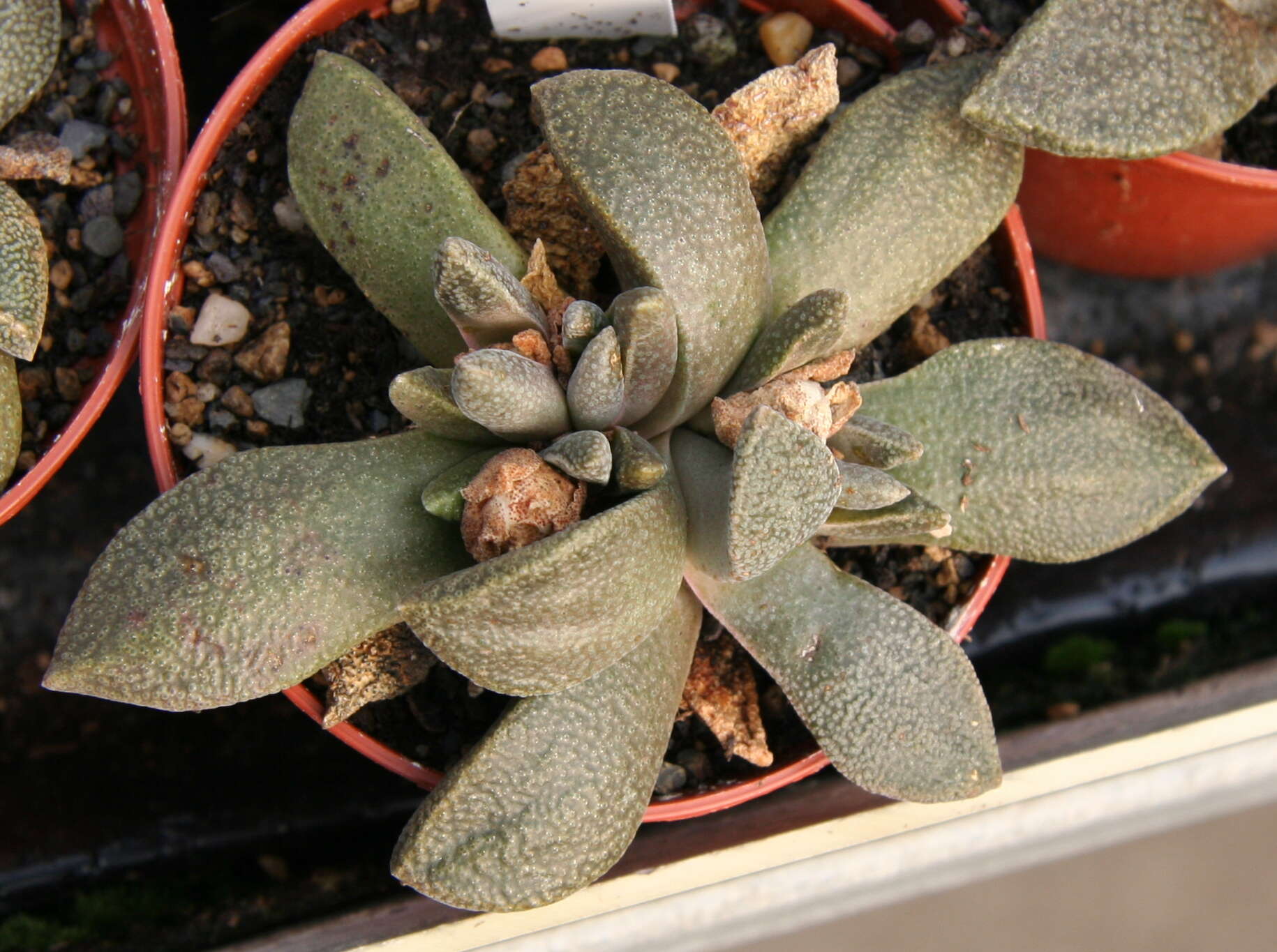 Aloinopsis rubrolineata (N. E. Br.) Schwant. resmi