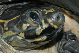 Image of Okavango Mud Turtle