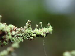 Image of needle lichen