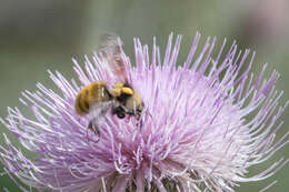 Слика од Bombus appositus Cresson 1879