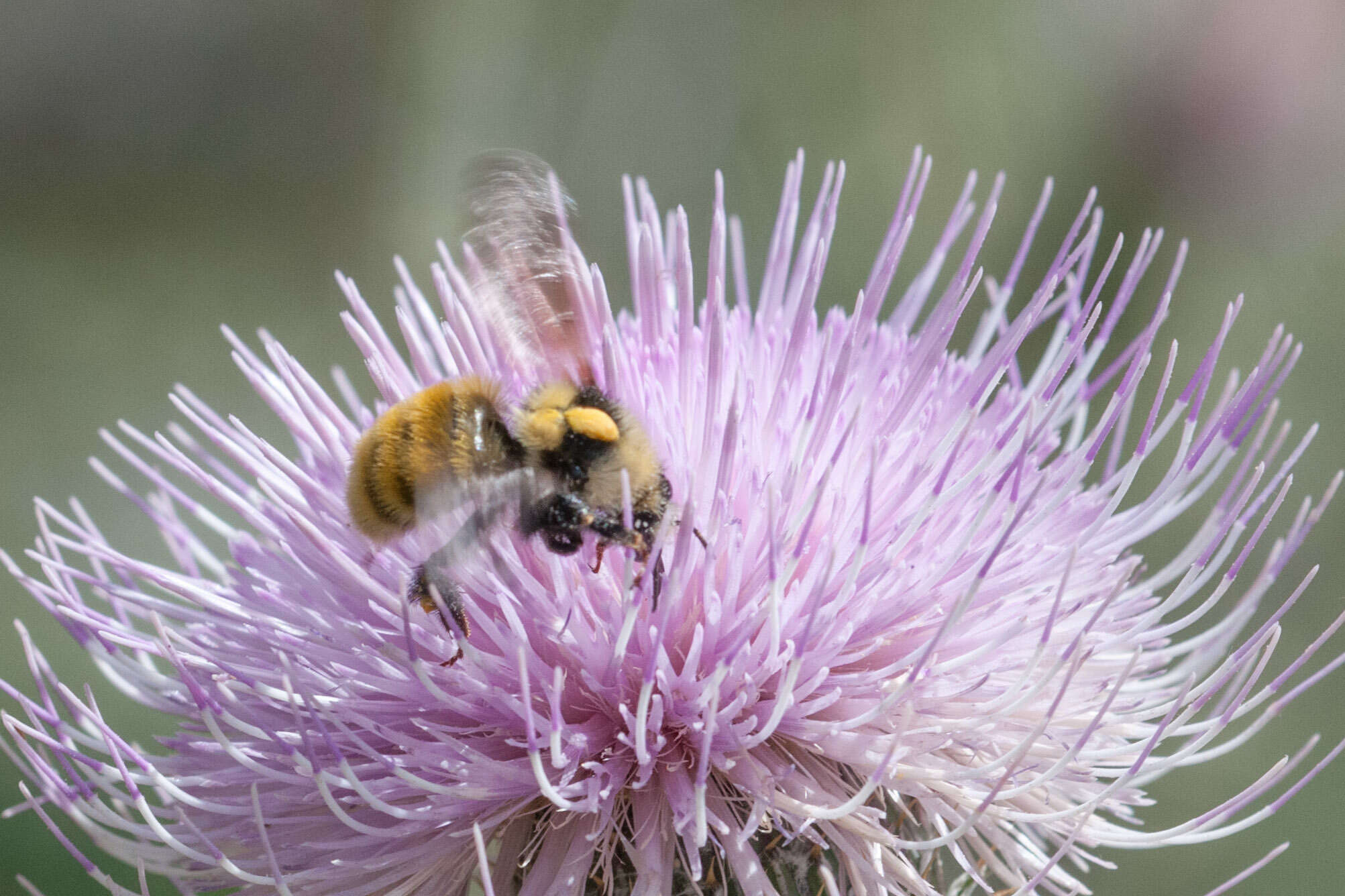 Слика од Bombus appositus Cresson 1879