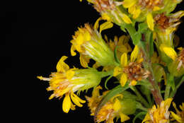 Image of downy goldenrod