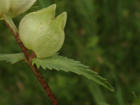 Image of late-flowering yellow rattle