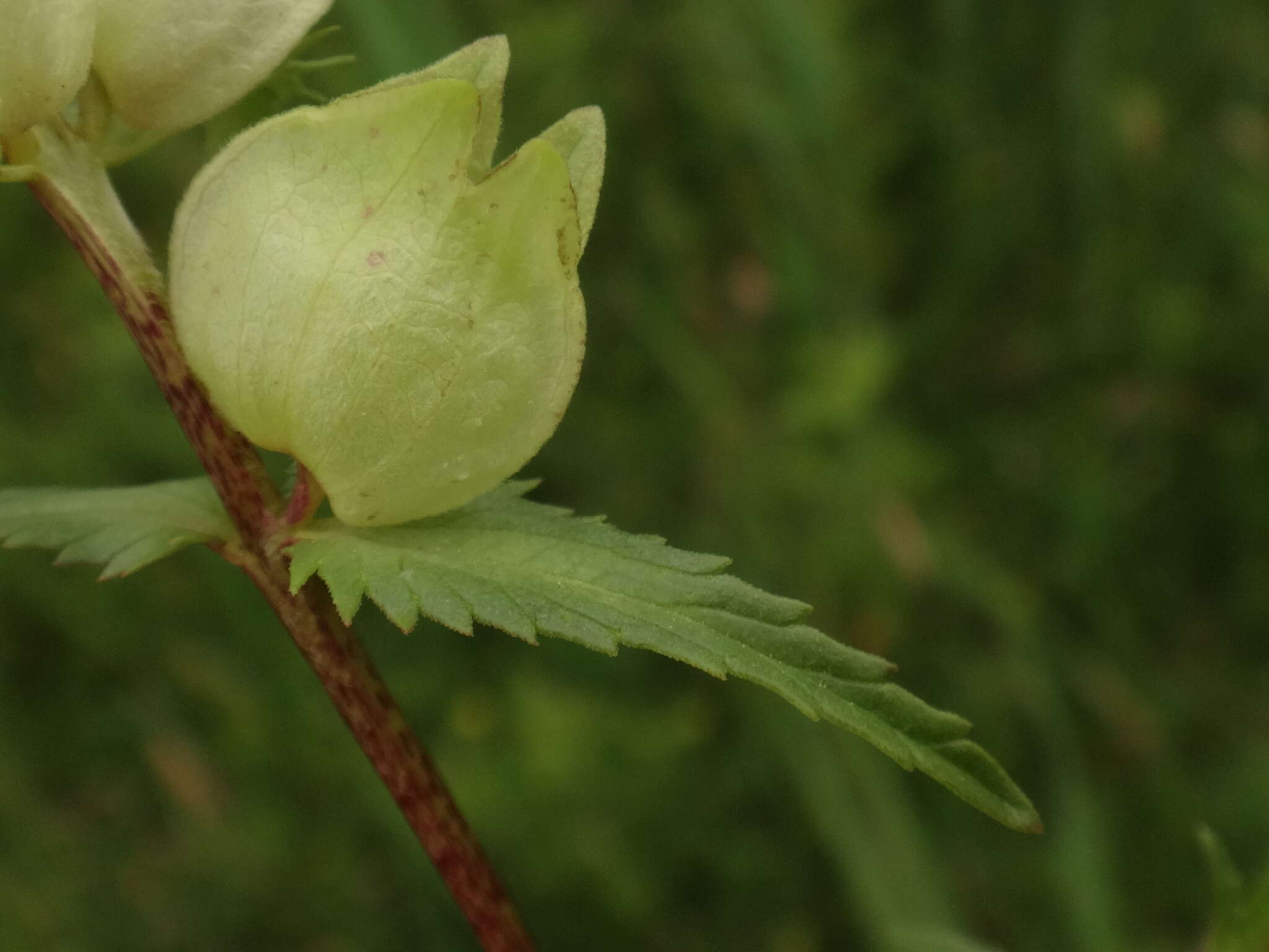 Image of late-flowering yellow rattle