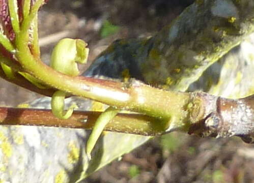 Imagem de Tapiscia sinensis Oliver