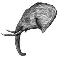 Image of African elephant