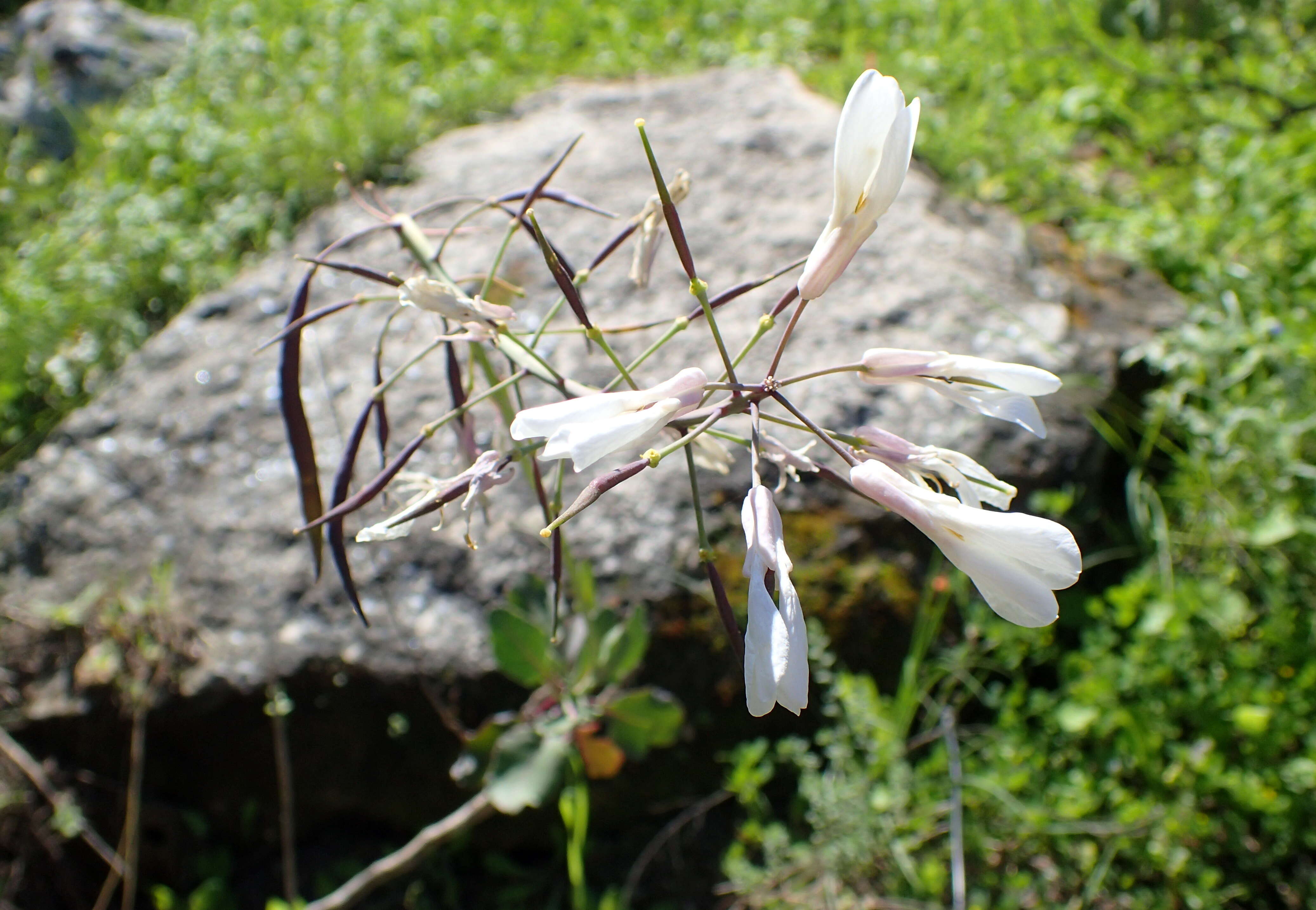 Image of Brassica hilarionis Post