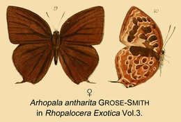 Plancia ëd Arhopala antharita Grose-Smith 1894