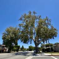 Imagem de Platanus racemosa Nutt. ex Audubon