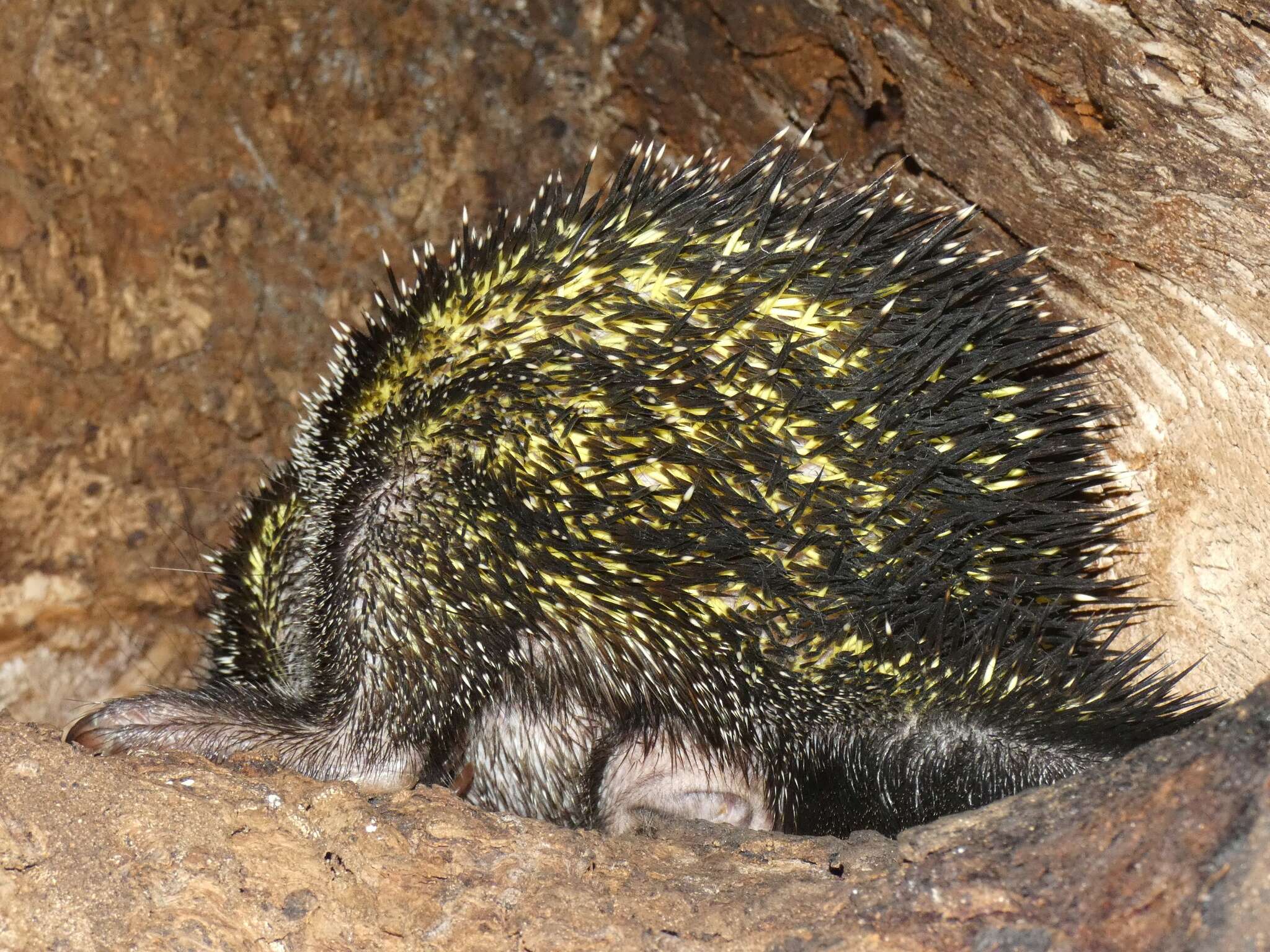 Image of Andean porcupine