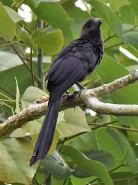 Imagem de Crotophaga Linnaeus 1758