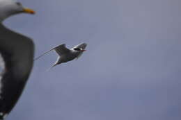 Image of Antarctic Tern