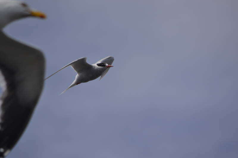 Image of Antarctic Tern