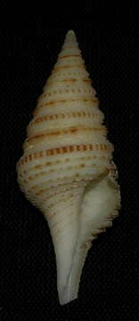 Image of Gemmula interpolata Powell 1967