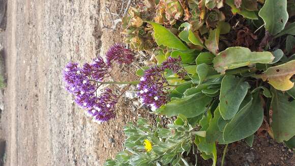 Image of Limonium puberulum (Webb) O. Kuntze