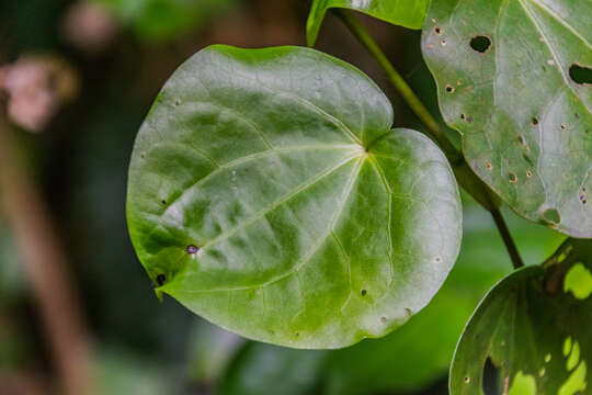 Image of Macropiper excelsum (Forst. fil.) Miq.