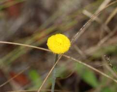 Image of Yellow Button