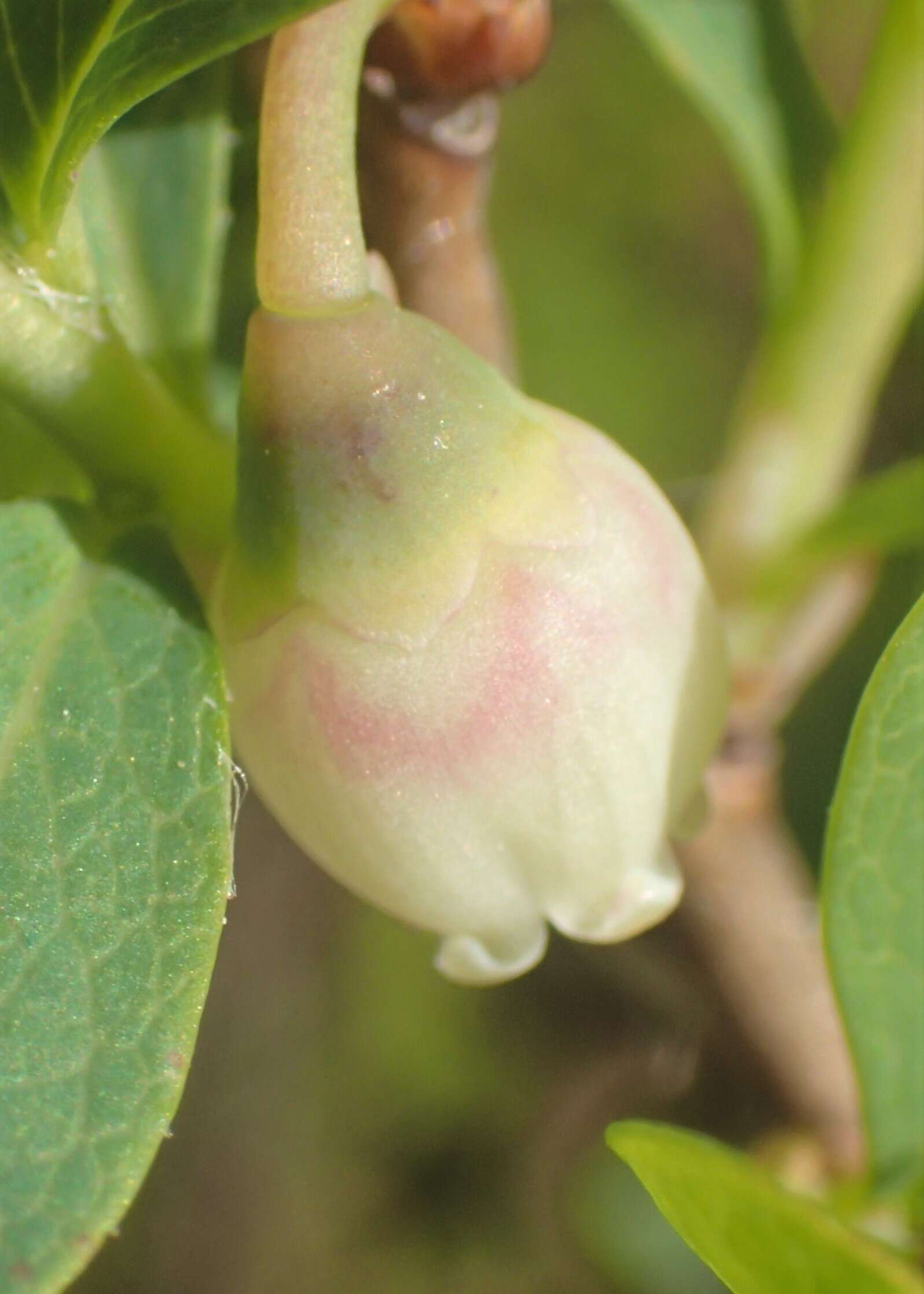 Image of alpine bilberry