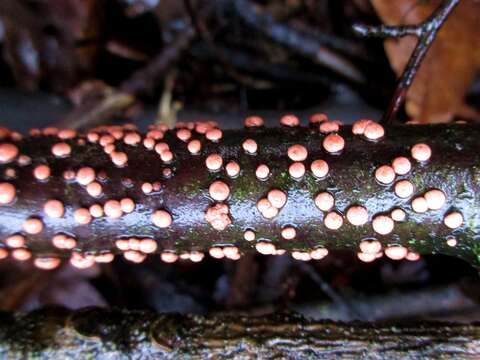 Image of Nectria cinnabarina (Tode) Fr. 1849