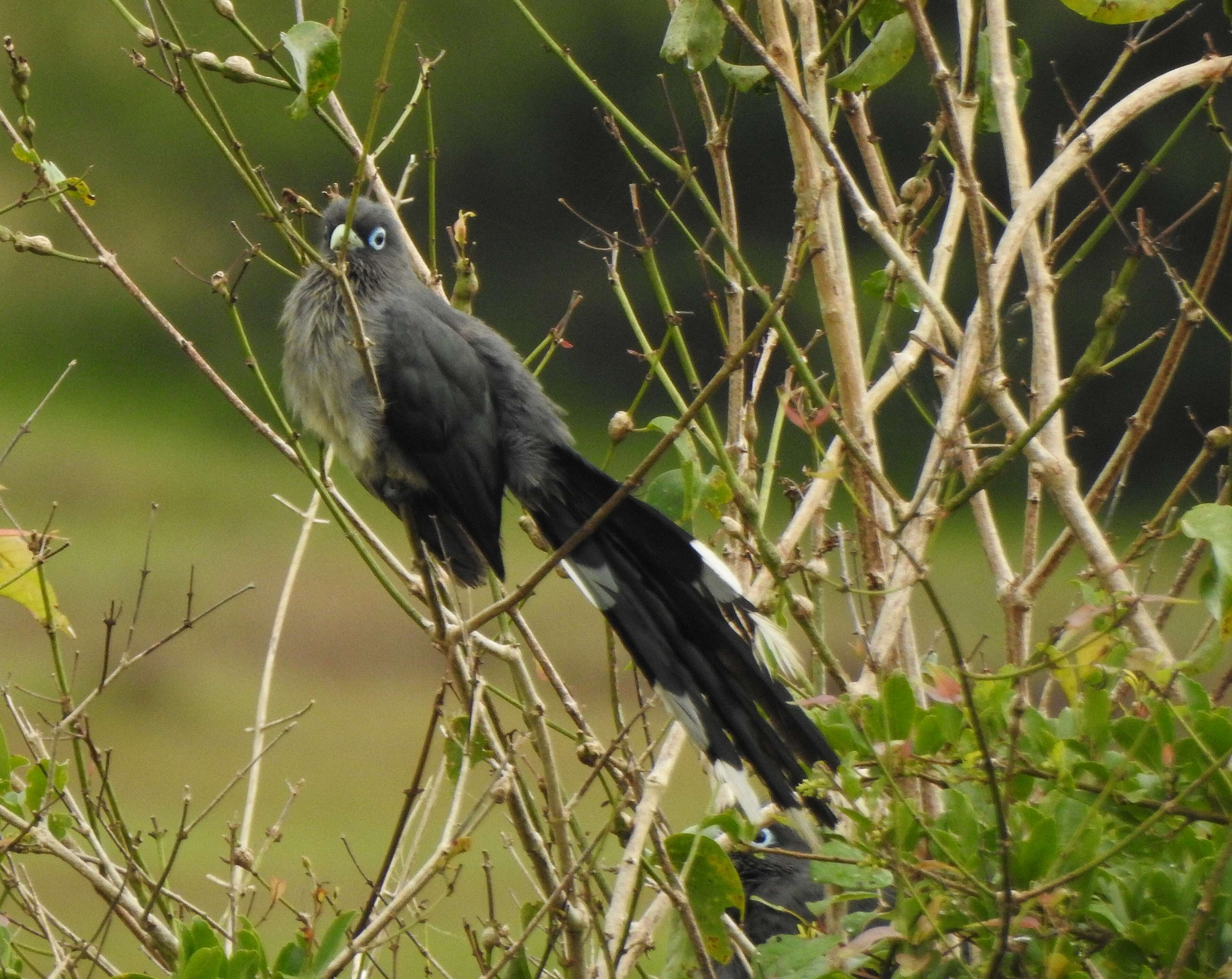 Plancia ëd Phaenicophaeus viridirostris (Jerdon 1840)