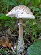 Слика од Macrolepiota mastoidea (Fr.) Singer 1951