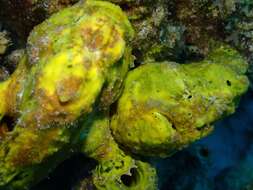 Image of Flagpole Frogfish