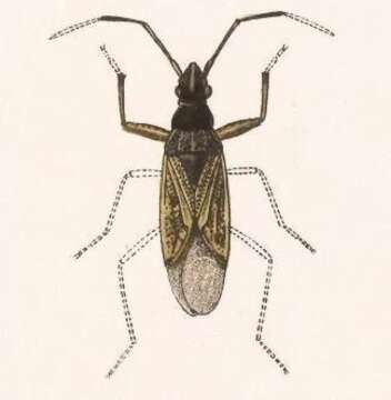 Image of Ligyrocoris