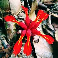 Image de Etlingera coccinea (Blume) S. Sakai & Nagam.