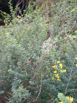 Image of French broom