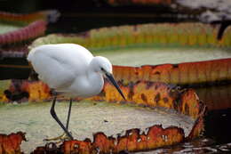 Image of Little Egret