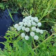 Image of European Waterhemlock