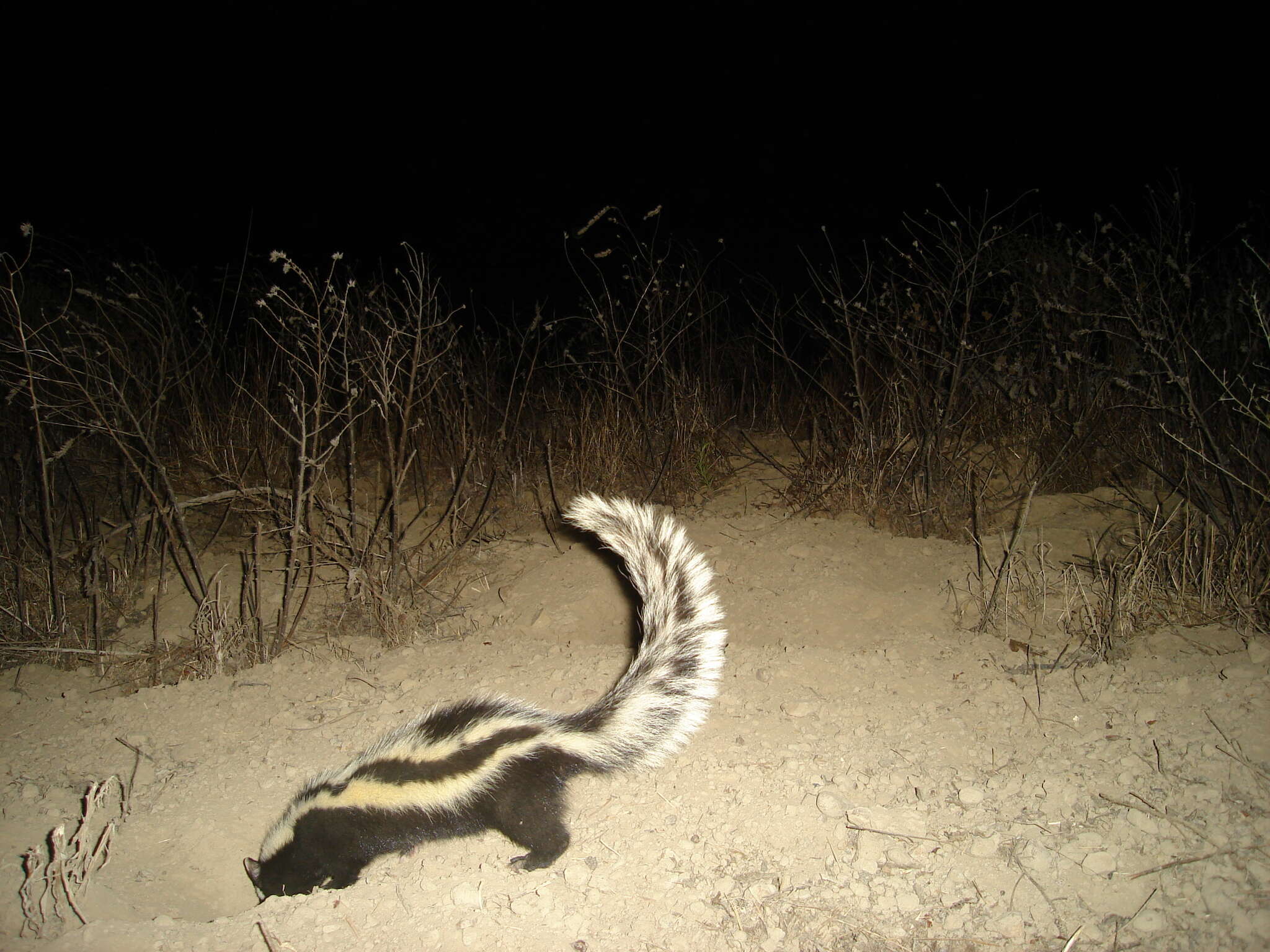 Image of Striped Polecats