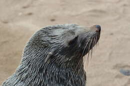 Image of Afro-Australian Fur Seal