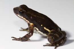 Image of Panama rocket frog