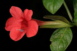 Image of Barleria repens Nees