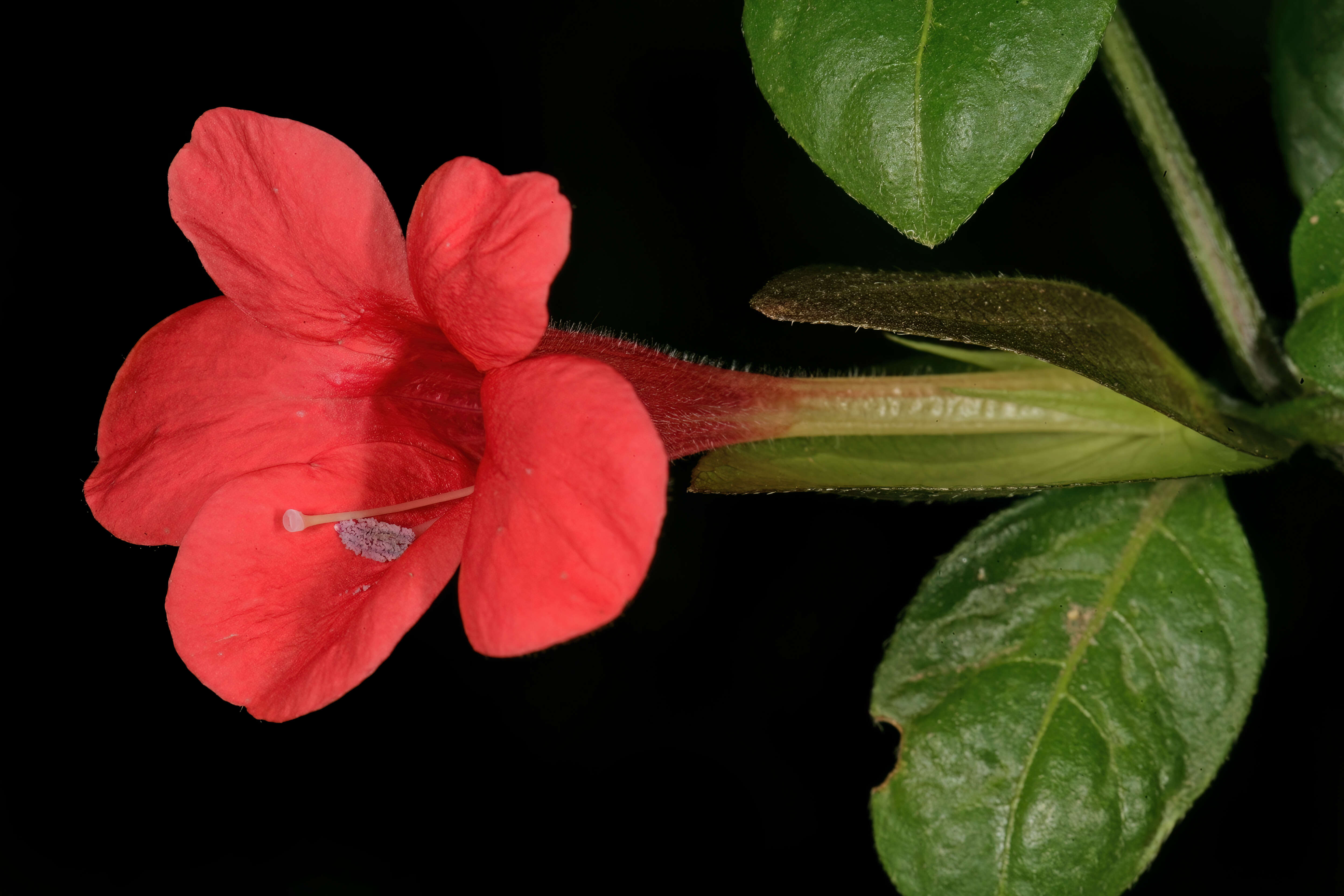 Image of Coral creeper