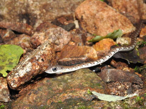 Image of Large-eyed bronzeback