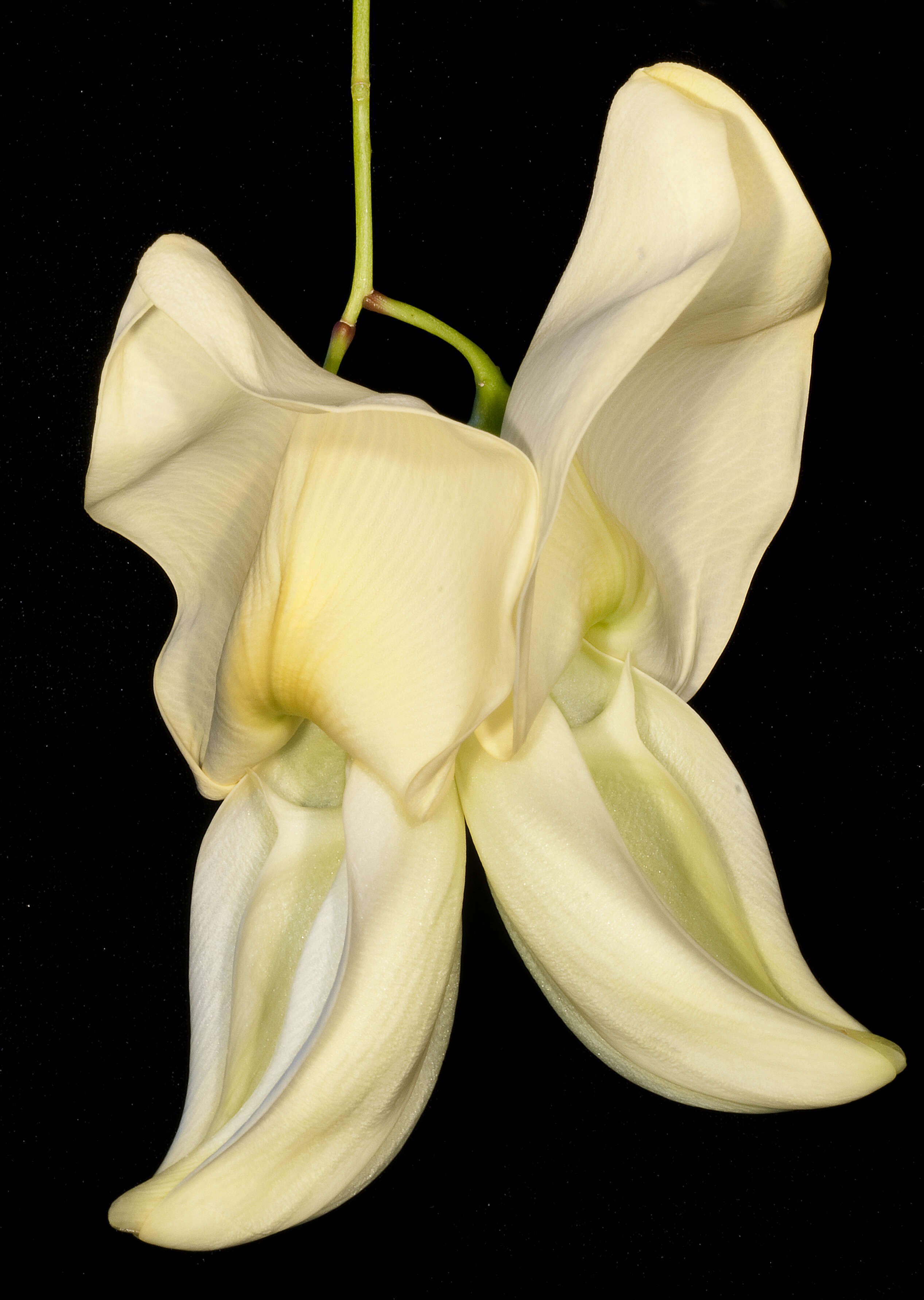 Image of Sesbania formosa (F. Muell.) N. T. Burb.