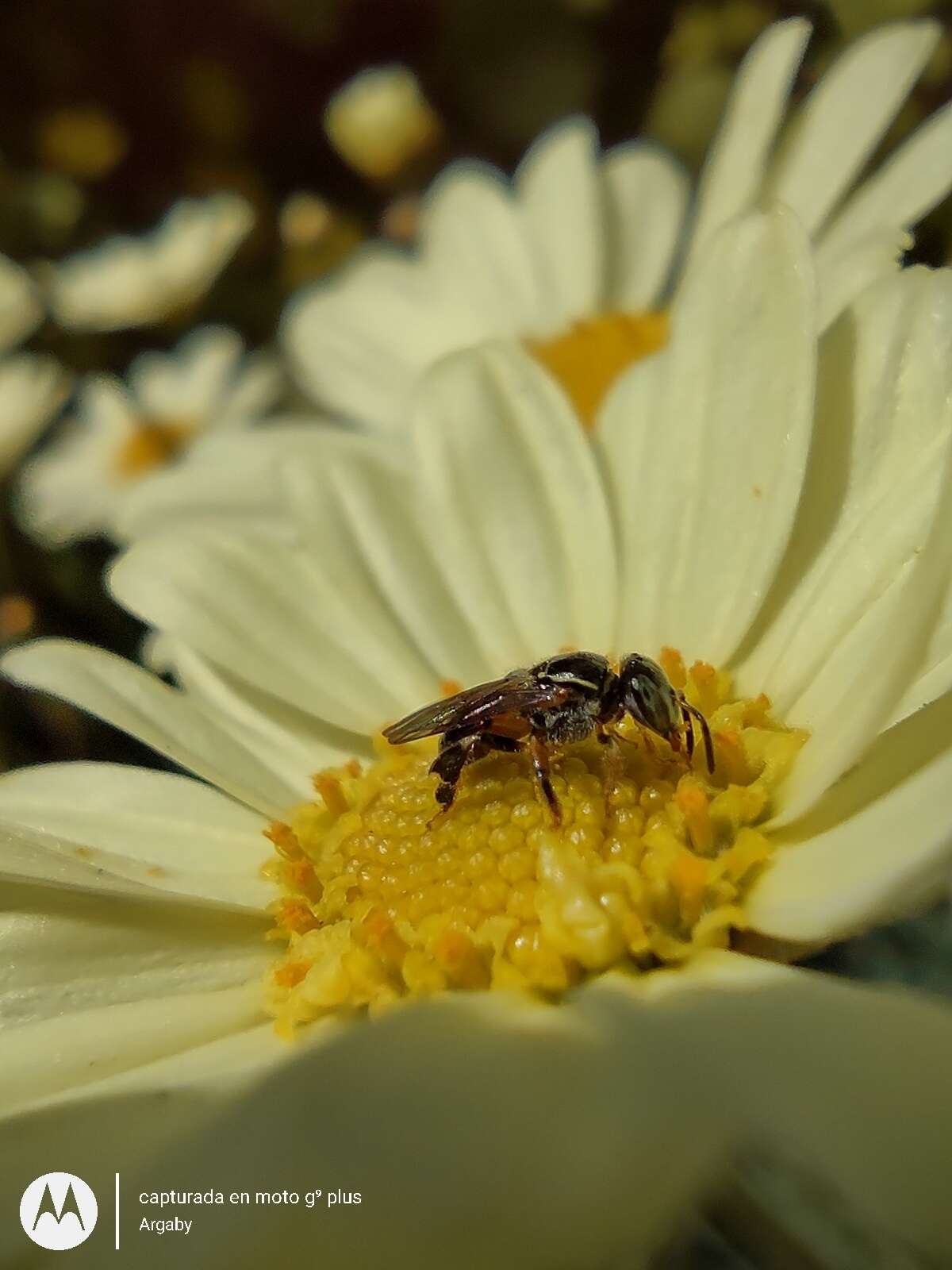 Image of stingless bee