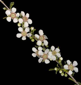 Sivun Leptospermum fastigiatum S. Moore kuva