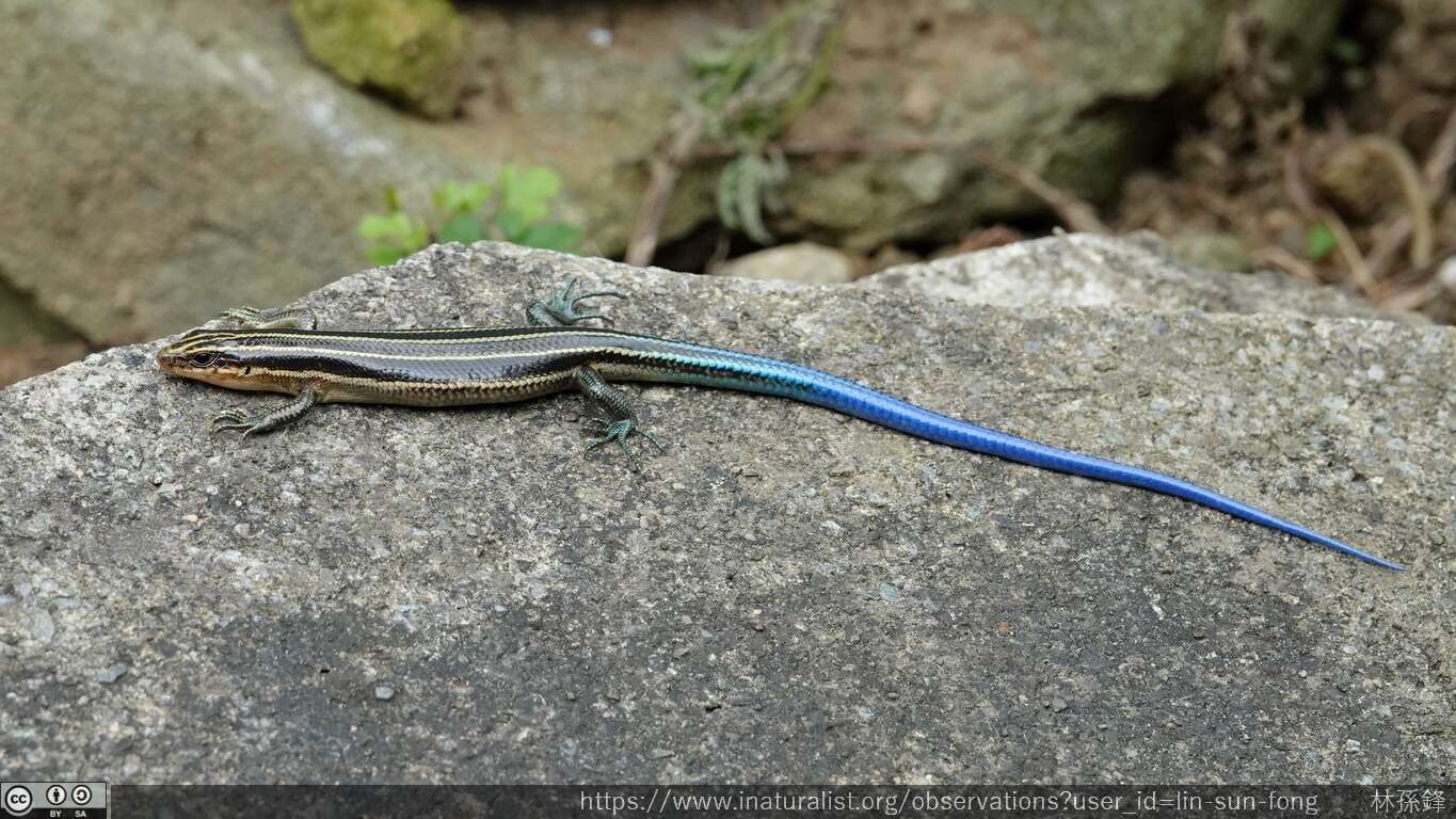 Image of Shanghai Elegant Skink