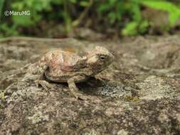 Image of Mexican Horned Lizard